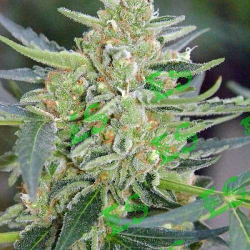 Ответственность семена конопли доктора марихуана